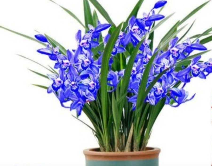 海山翻唱和平与爱,海山朗诵