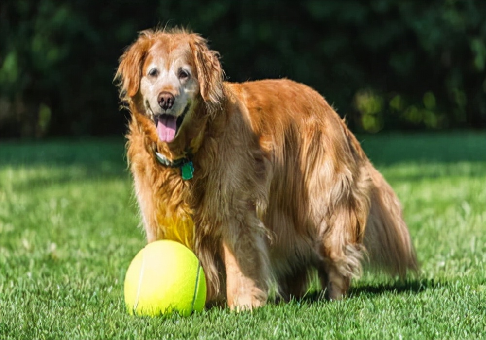 养狗心得：狗狗呕吐黄色沫沫？是什么原因引起的？