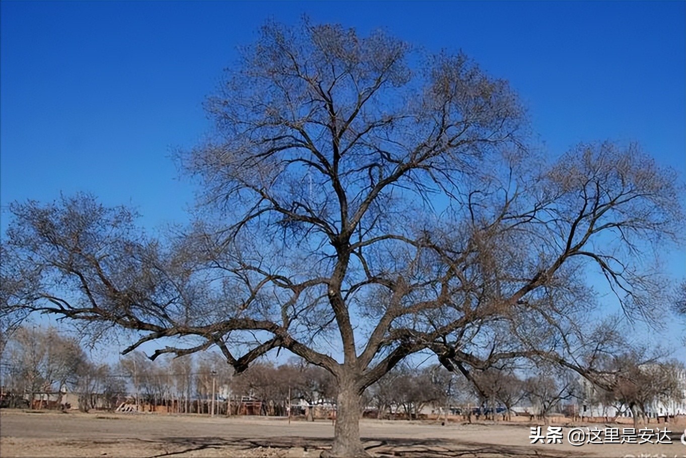 安达一中老校区全图,安达市第一中学校地址