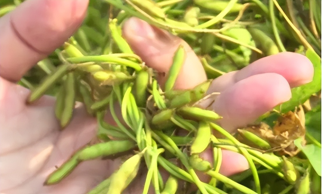 四川省大山发现野生大豆,四川省发现野生大豆