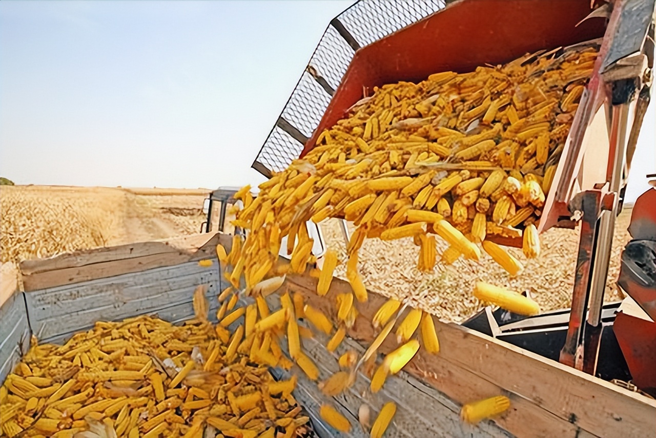 俄罗斯开放海参崴了吗,俄罗斯为何开放海参崴出口