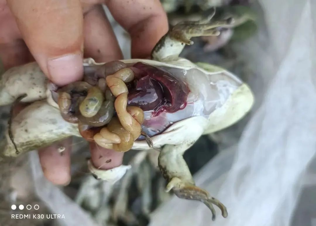 养蛙场死蛙的处理方式,石蛙常见病害的防治方法