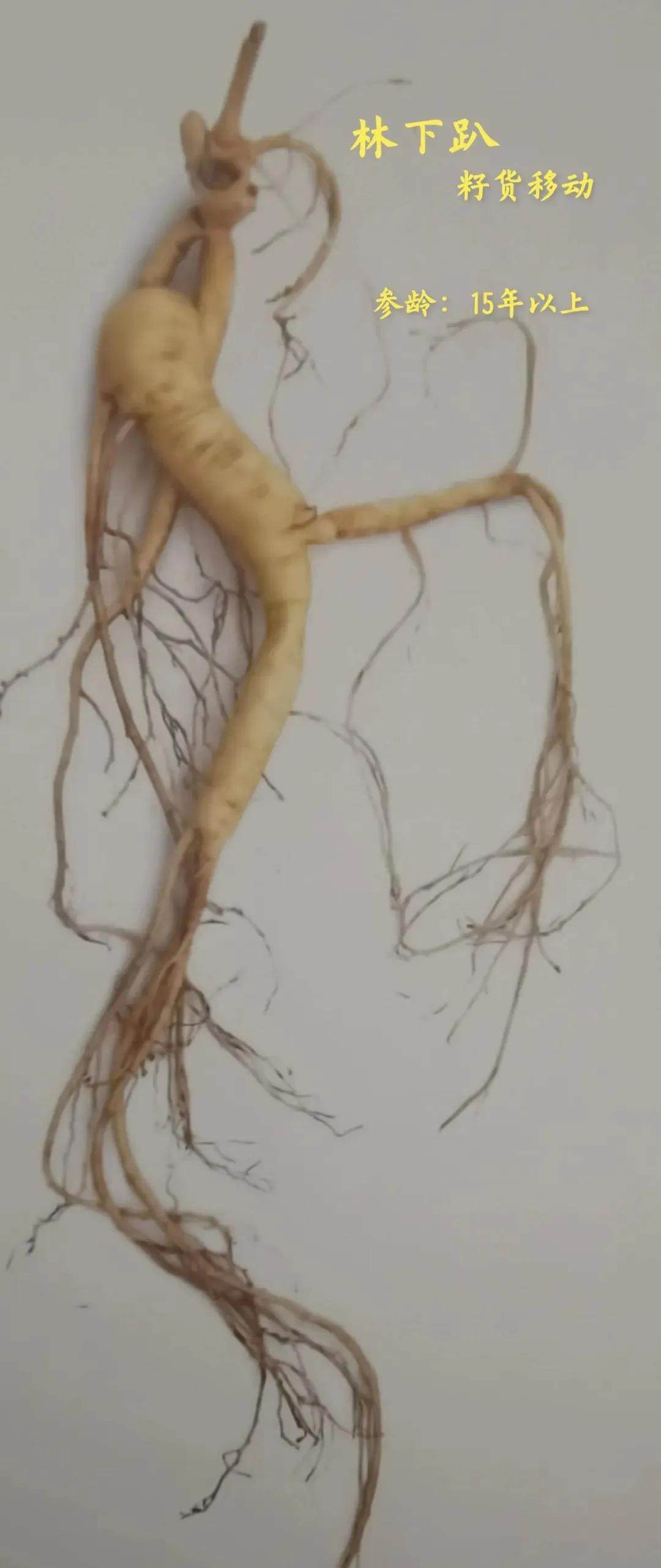 林下参觅货是什么意思,林下参的籽货与蜜货的怎么辨别