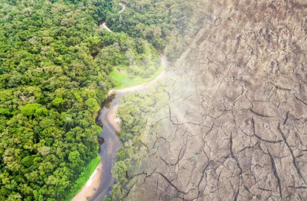 植树为什么可以防止水土流失,植树造林能缓解气候变暖吗