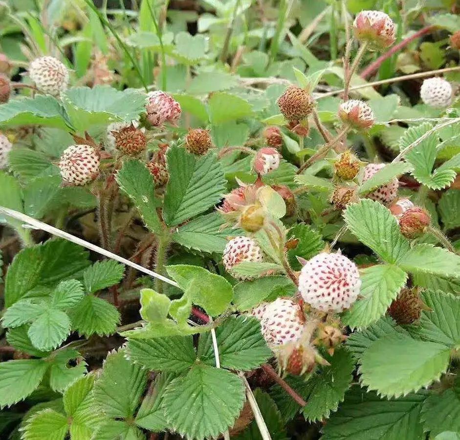 农村常见野生植物你都认识吗,农村常见植物野果
