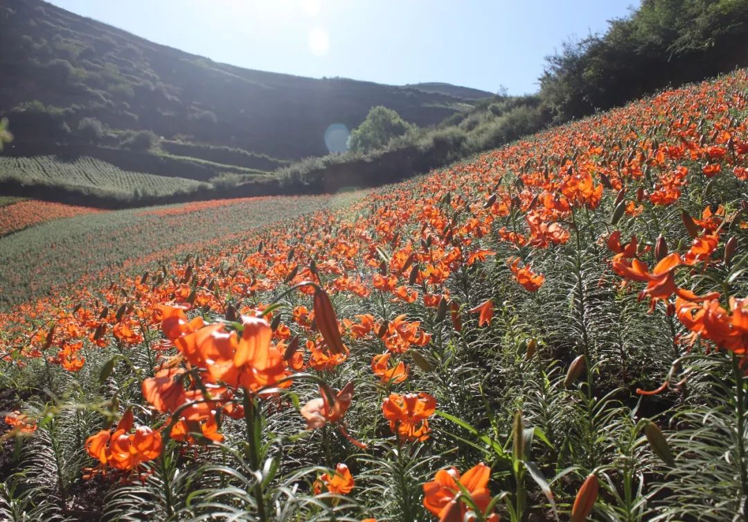 百合素食菜谱,百合腰果甜的