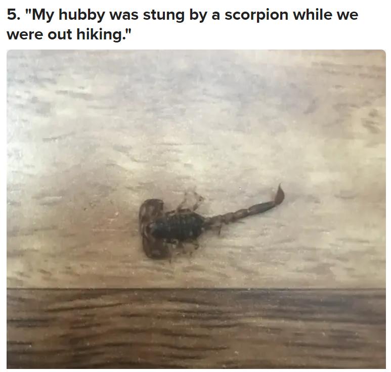 被毒的动物咬了会发生什么,亲身体验被有毒的动物咬