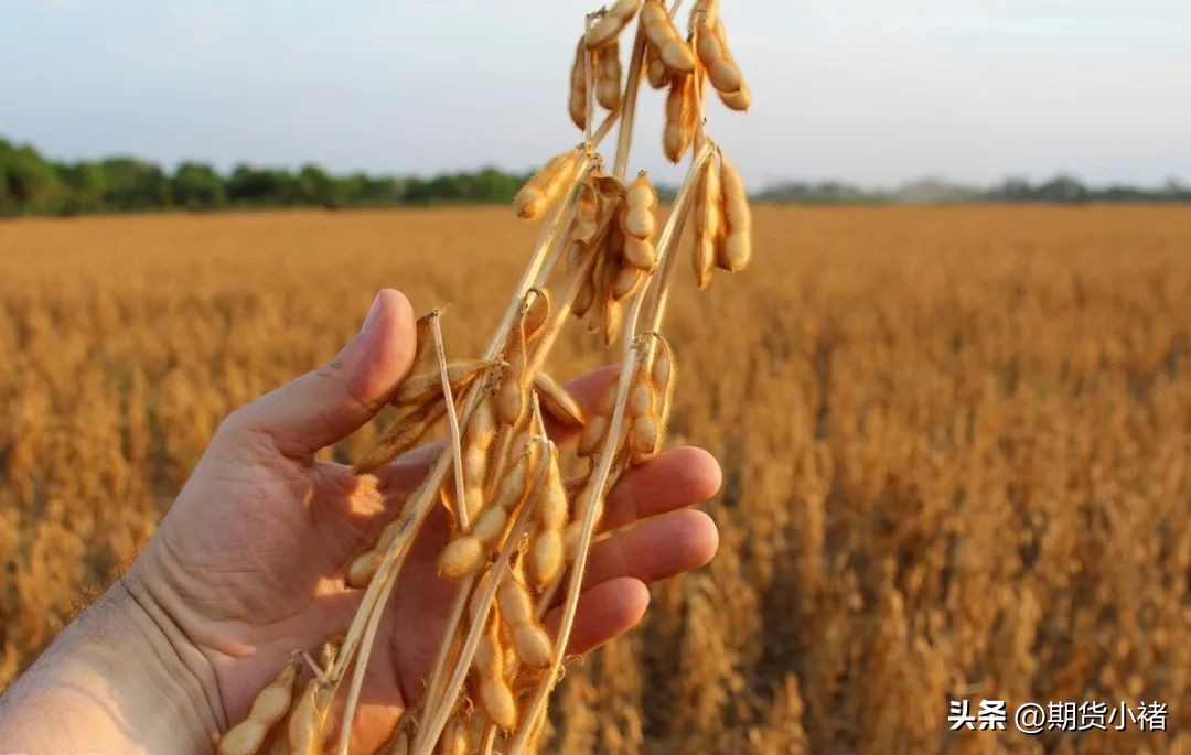 大豆进口大幅增长,大豆飙升领涨油脂跟进双粕承压