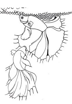 斗鱼米娜跳舞,斗鱼美女舞蹈