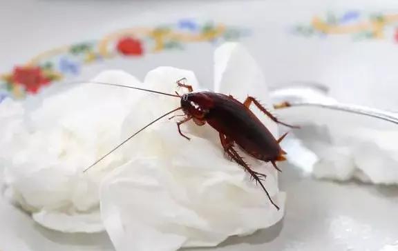 如何快速除蟑螂最有效,快速除蟑螂最有效方法