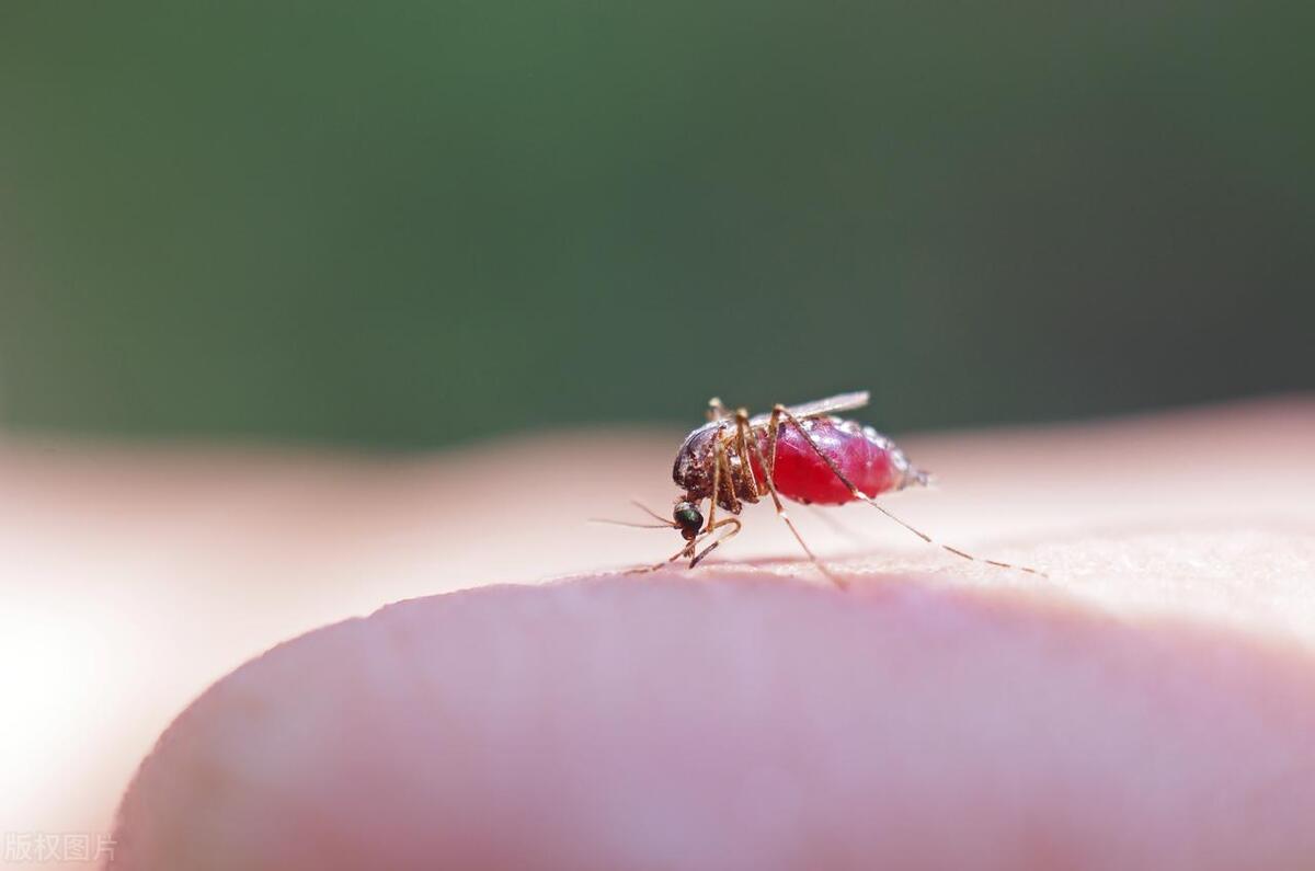 怎么快速找到屋里的蚊子,怎么快速找到家里的蚊子