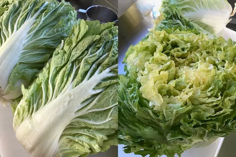 中国白菜种子,中国白菜最有名