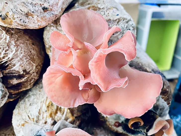 四川食用菌最新栽培技术,新型食用菌品种研发