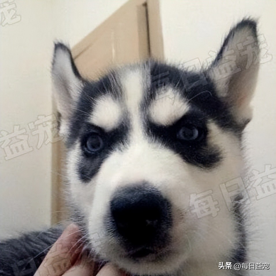 二哈趴在楼上对着主人的饭流口水,二哈在楼上对着主人的饭流口水