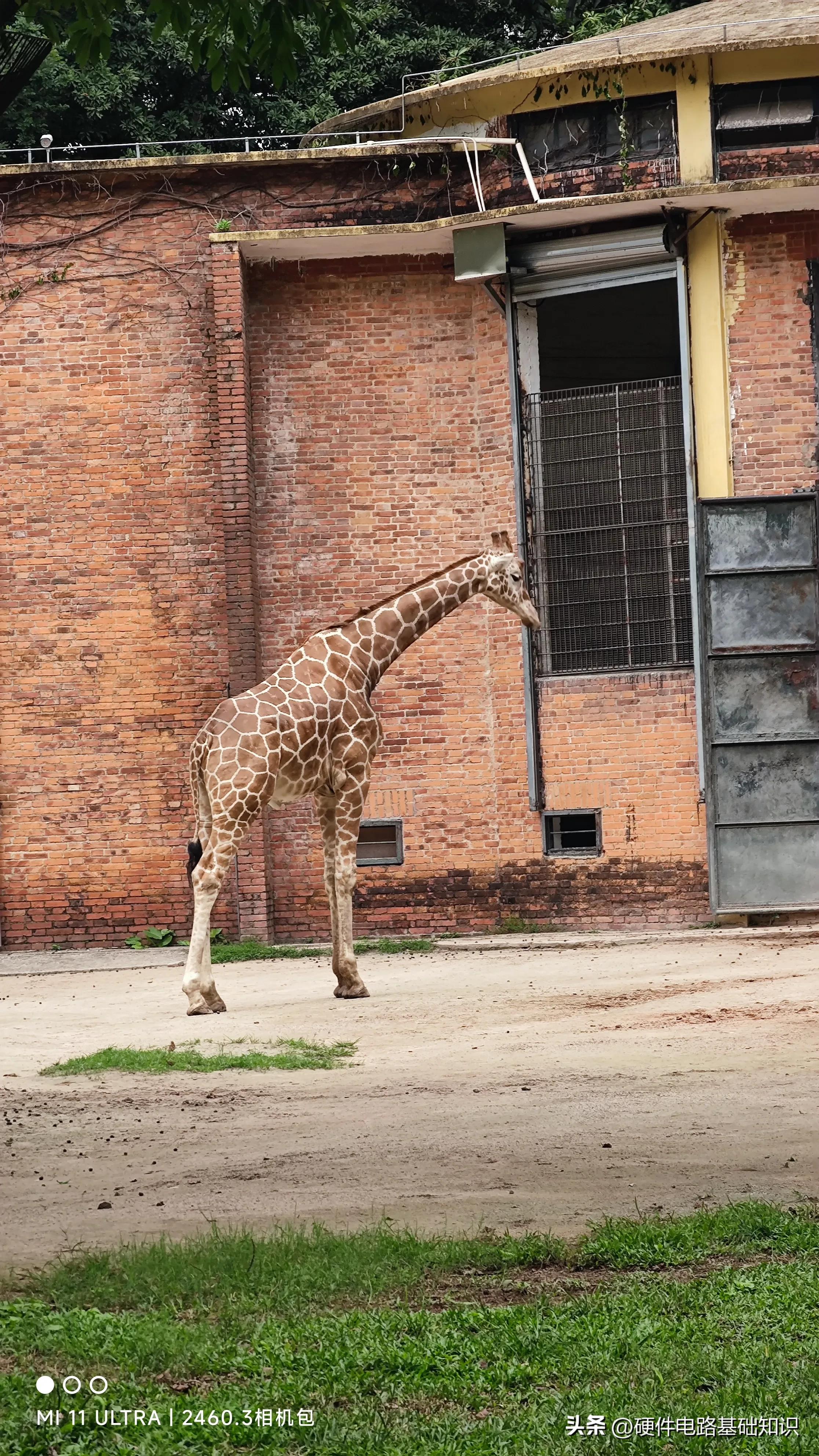 五一广州动物园人挤人的一天,广州动物园有序开放