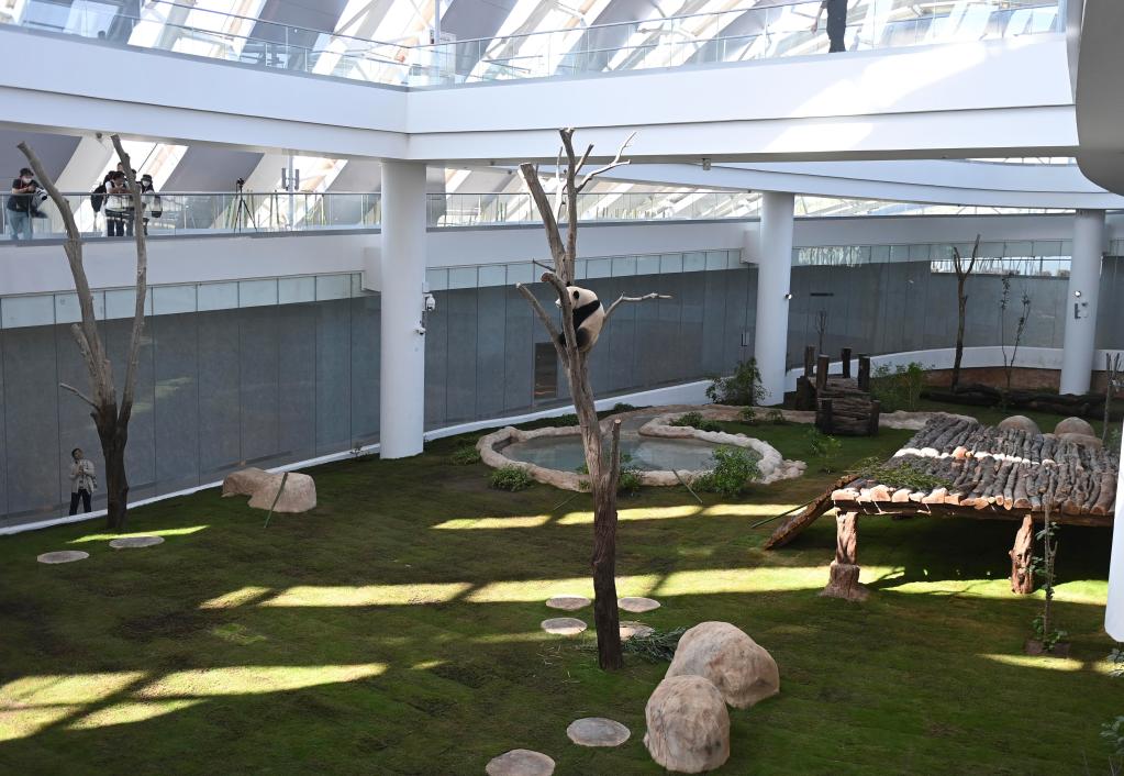 卡塔尔租借熊猫一次成功,卡塔尔为什么租借熊猫