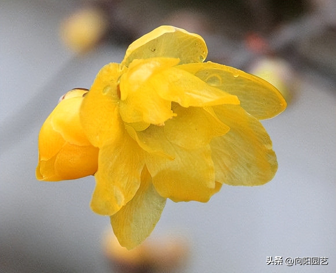 过年买什么腊梅好,天然干枝腊梅