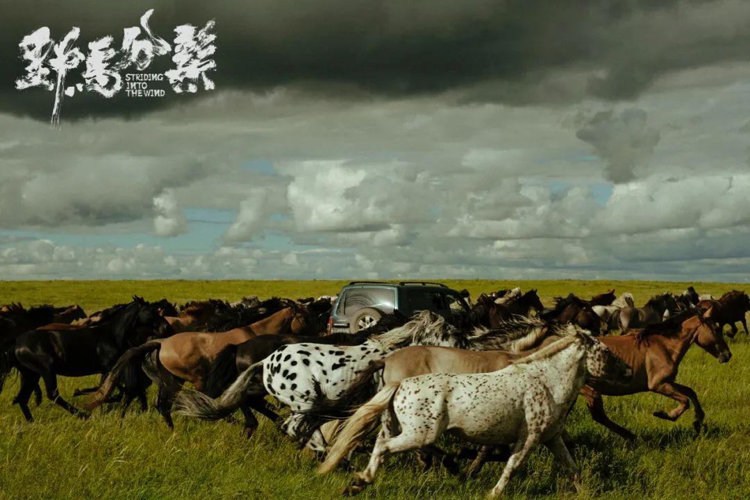 《野马分鬃》横冲直撞的青春里，我们也是否有过迷茫？
