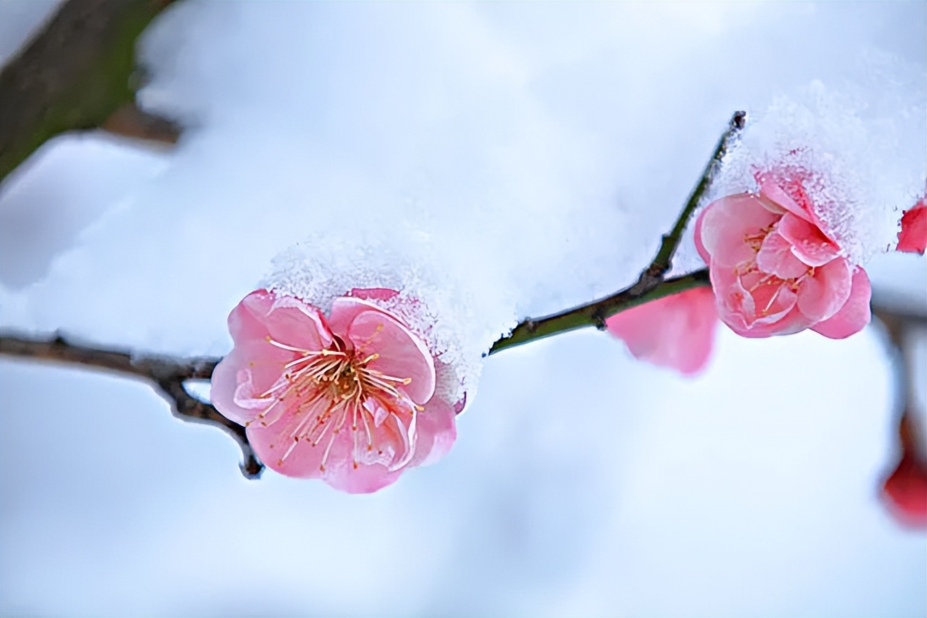 王安石咏菊其二原诗,梅花其二王安石古诗