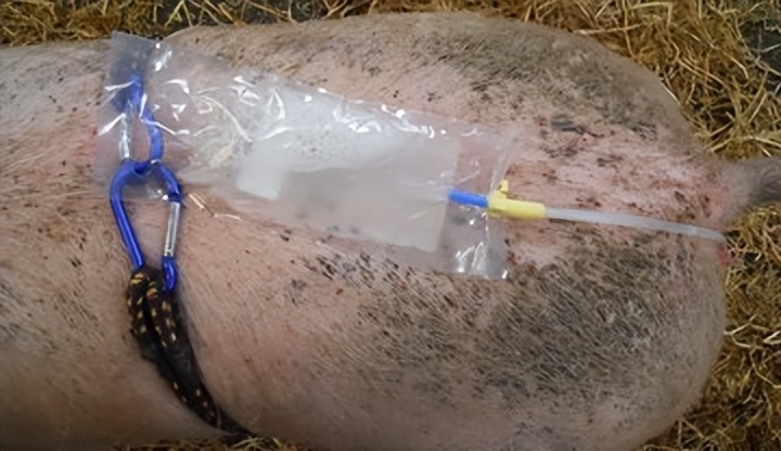 如何提高母猪的受孕率方案,猪用人工授精能提高受胎率吗