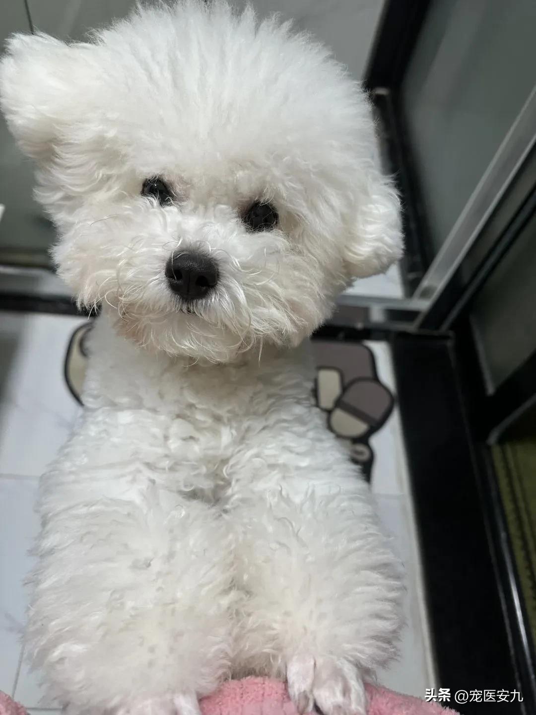 狗狗癫痫发作数次是不是安乐死,狗狗得了癫痫是不是会越来越傻