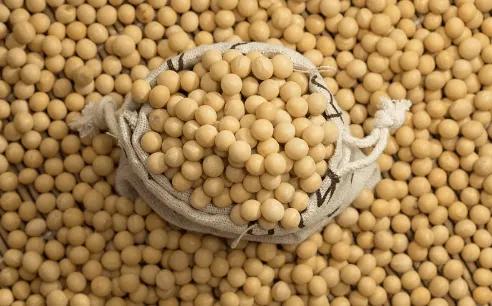 欧盟允许转基因大豆进口吗,美国进口的是转基因大豆吗