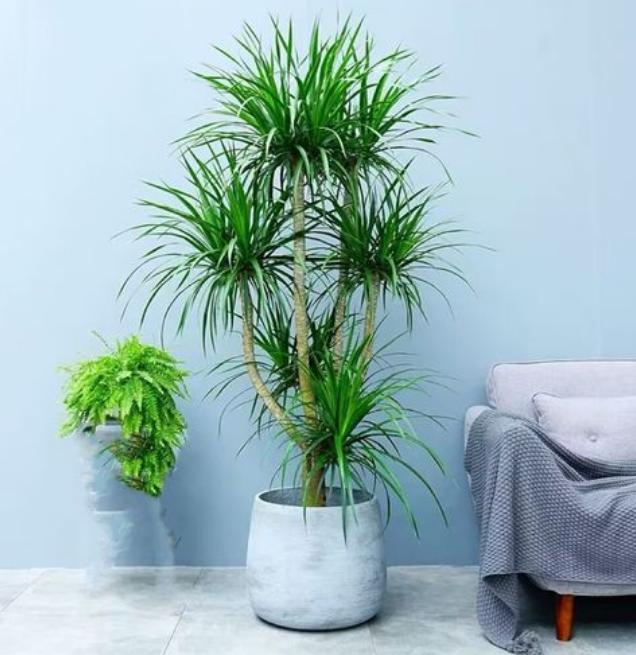 适合养办公桌上的5种盆栽小绿植,什么大盆绿植适合室内养不怕冷