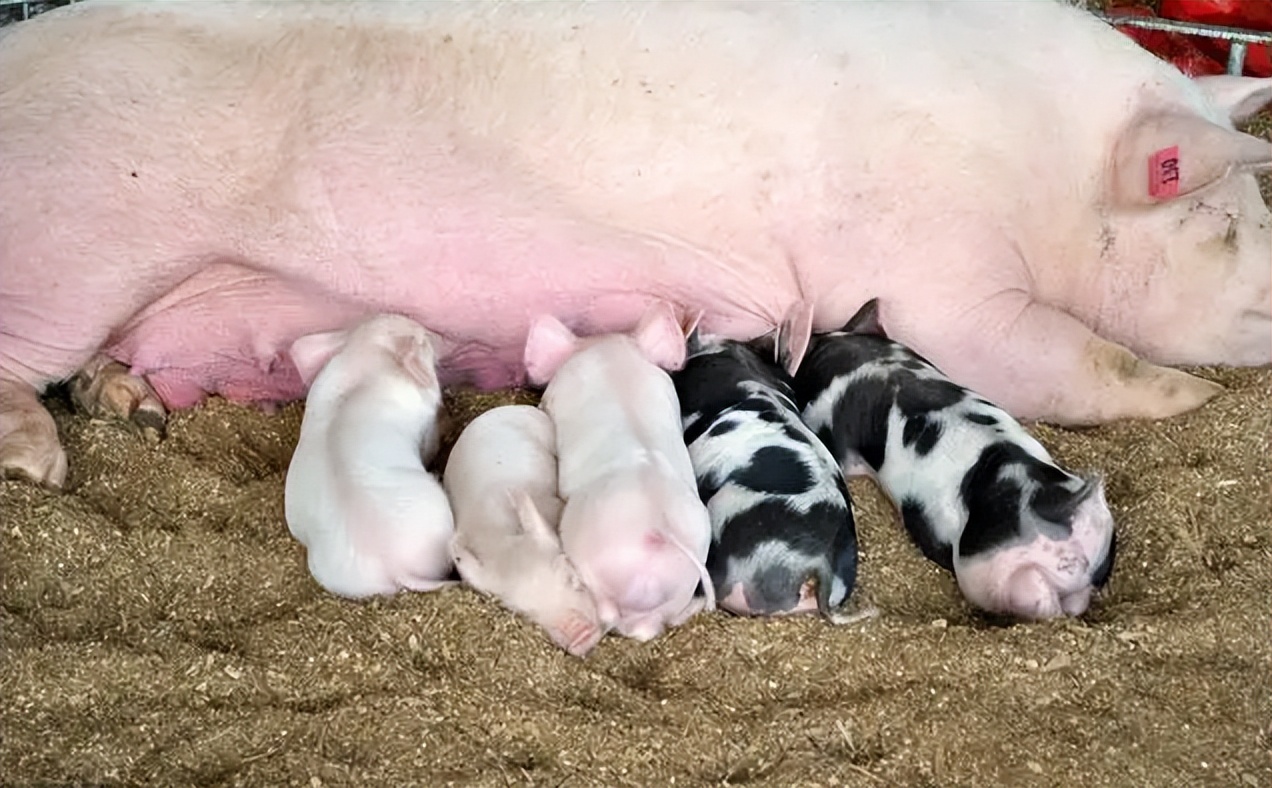 母猪产后没奶水怎么办？母猪产后没奶水的原因，学会了很有用