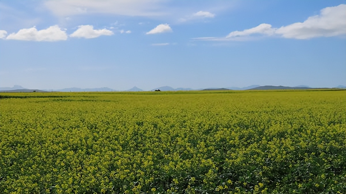 八首传统民歌耳朵听醉了,好文分享动听的歌声听醉了多少人