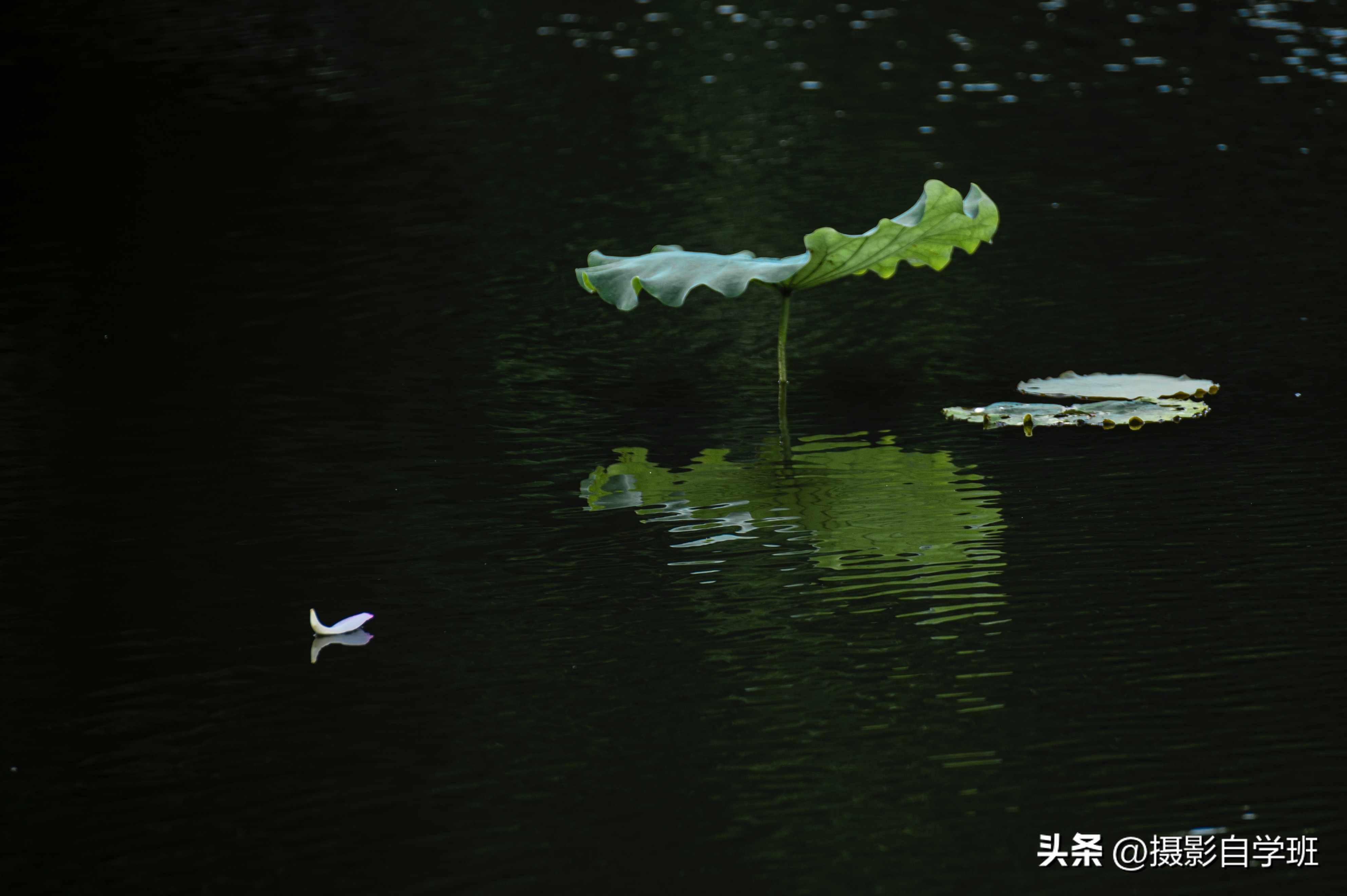 第二十一届摄影作品征稿,摄友投稿图片