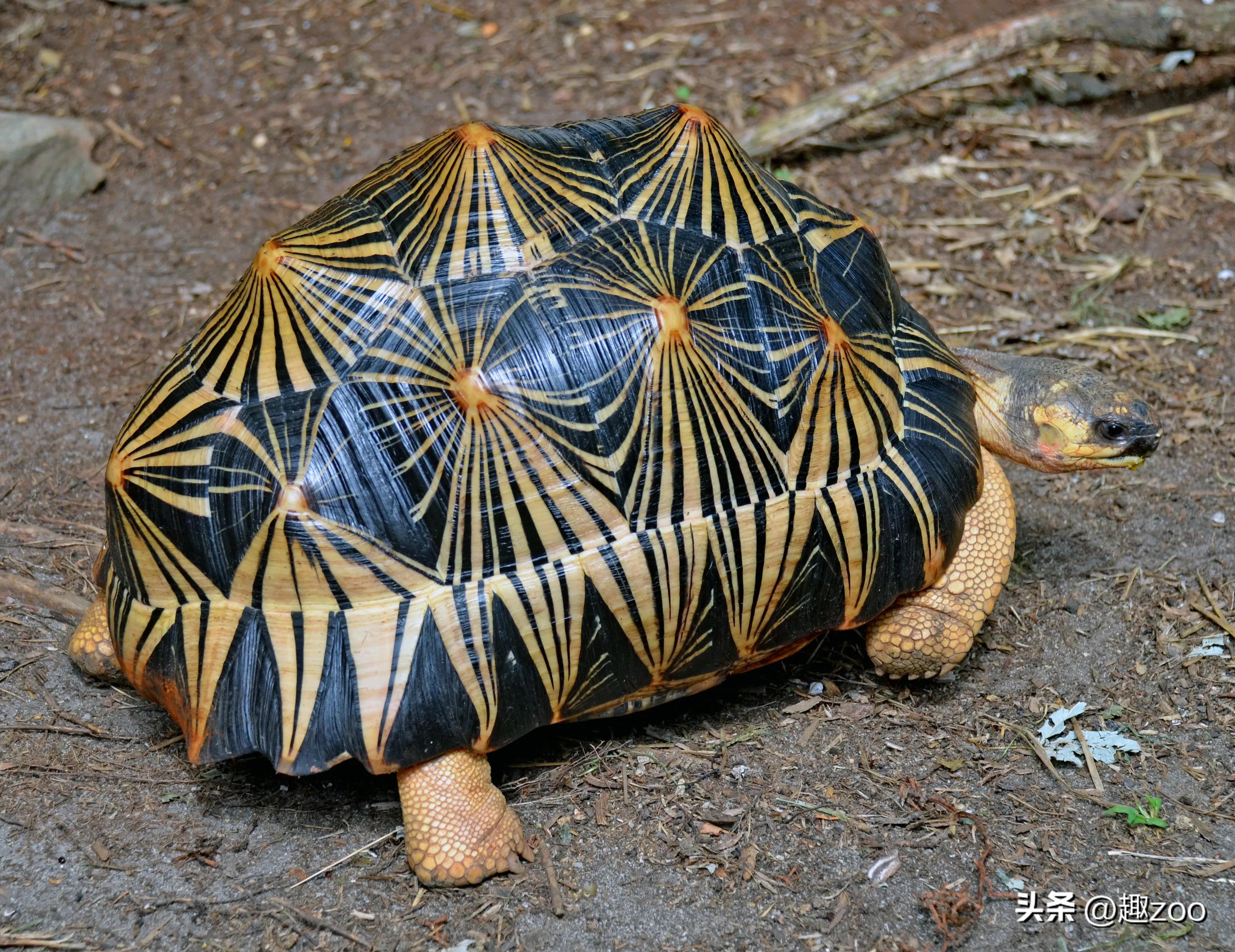 世界上最贵的龟粮排行榜,最贵的龟类