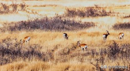 赵久莲：青海湖畔的中华对角羚