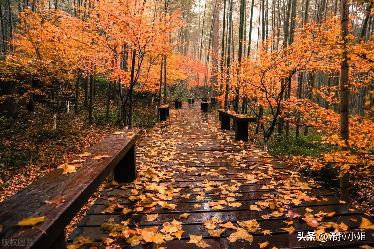 杭州新西湖十景更适合游览哪一景,杭州西湖新十景游玩攻略
