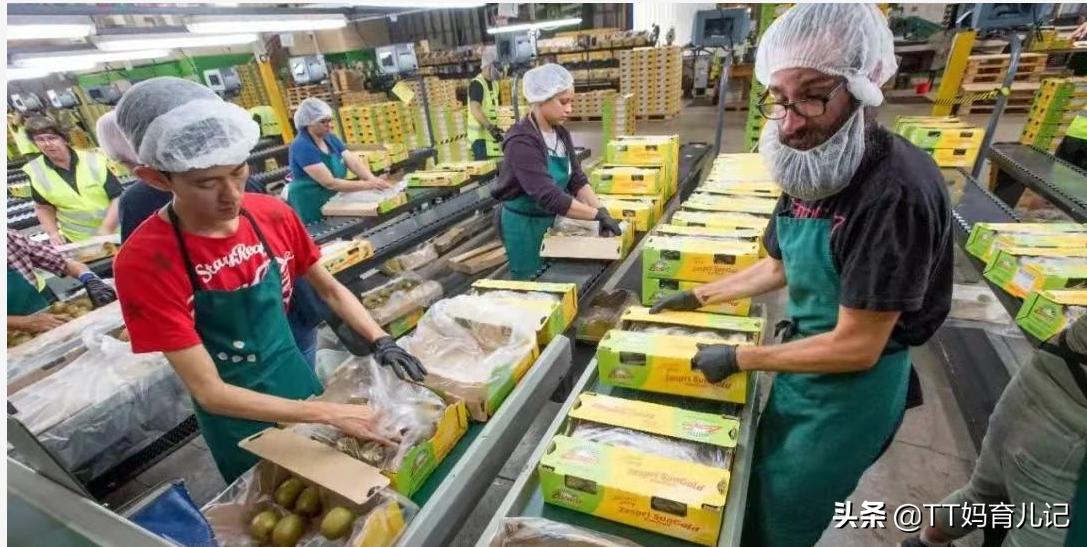 新西兰奇异果在苍溪进口吗,新西兰奇异果现在什么价位