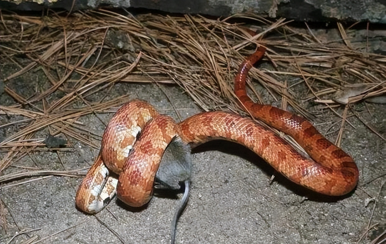 家里进蛇怎么办蛇怕什么,家里连续进了5次蛇