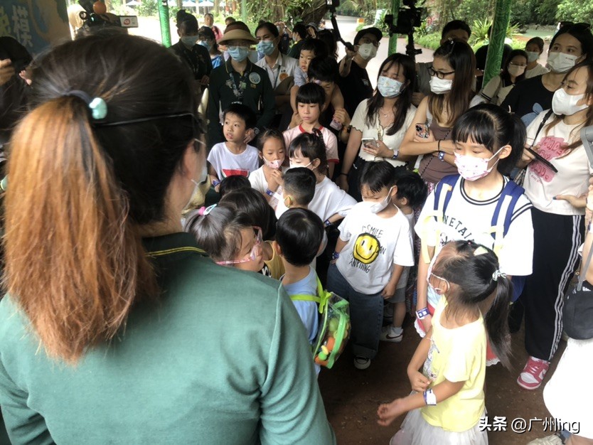 世界大象日了解亚洲象大种群,大象培育巨象