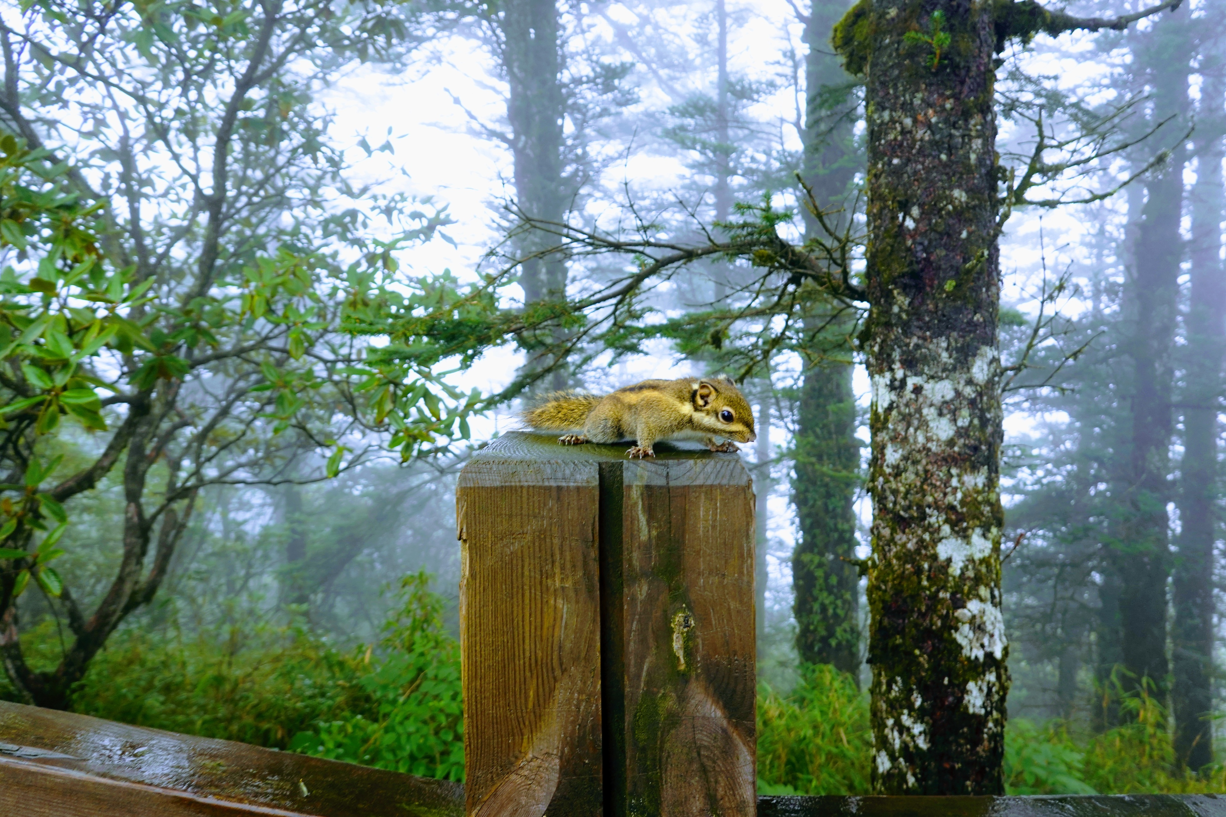 成都大邑徒步旅游攻略,大邑西岭雪山后山门票