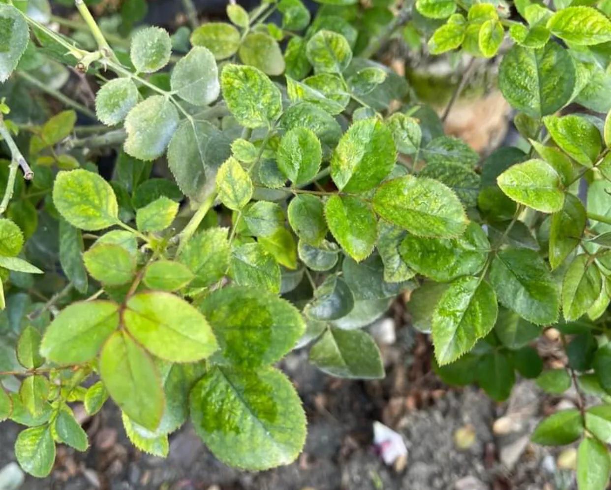 杀月季红蜘蛛的有效方法,洗洁精怎么治月季红蜘蛛