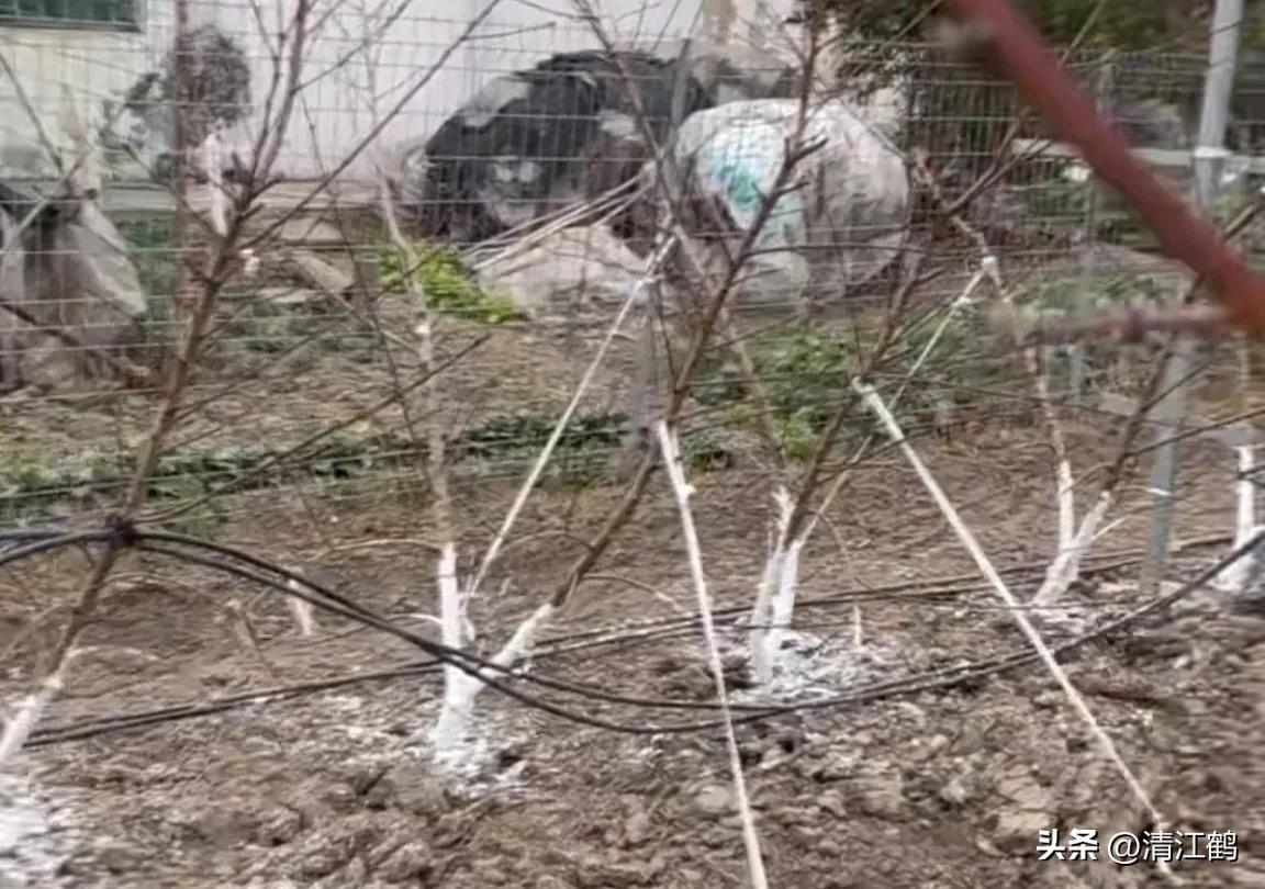 果树清园是先杀虫还是杀菌,果树清园管理方法