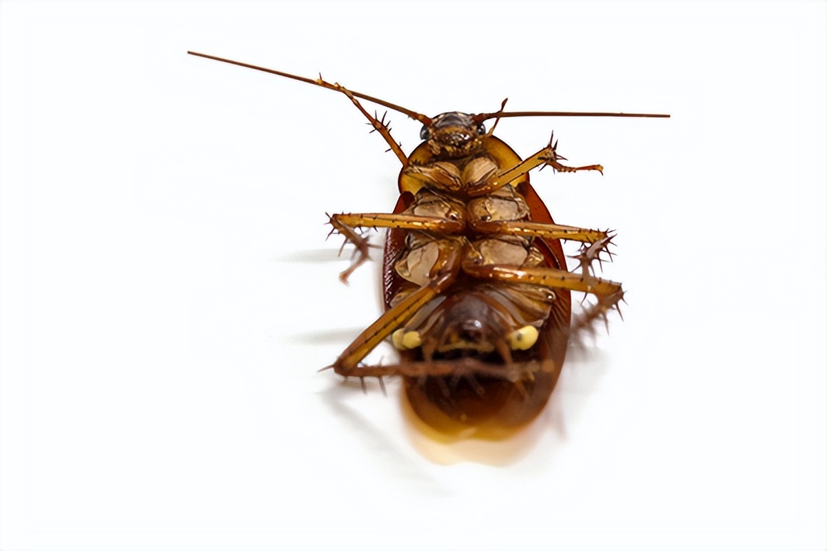 在食品中吃出蟑螂怎么办,餐饮蟑螂防治最有效的处理方法