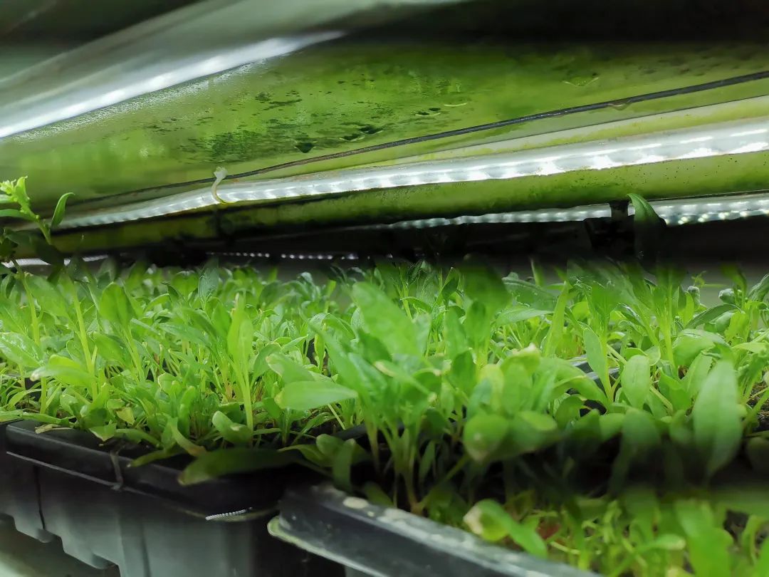 世界杯梅西c罗lv,世界杯梅西c罗