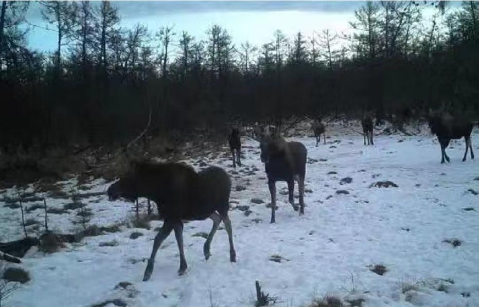 神奇动物中的山海经神兽有哪些,神奇动物中国山海经神兽