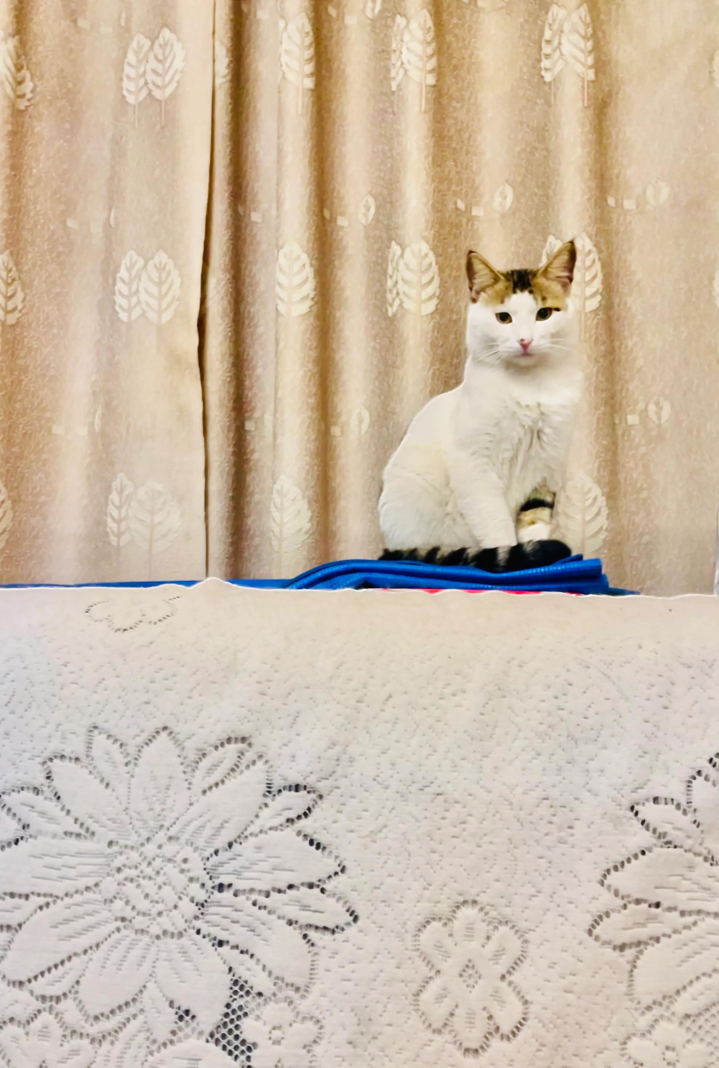 我家的老猫阅读答案,我家的猫咪成精了