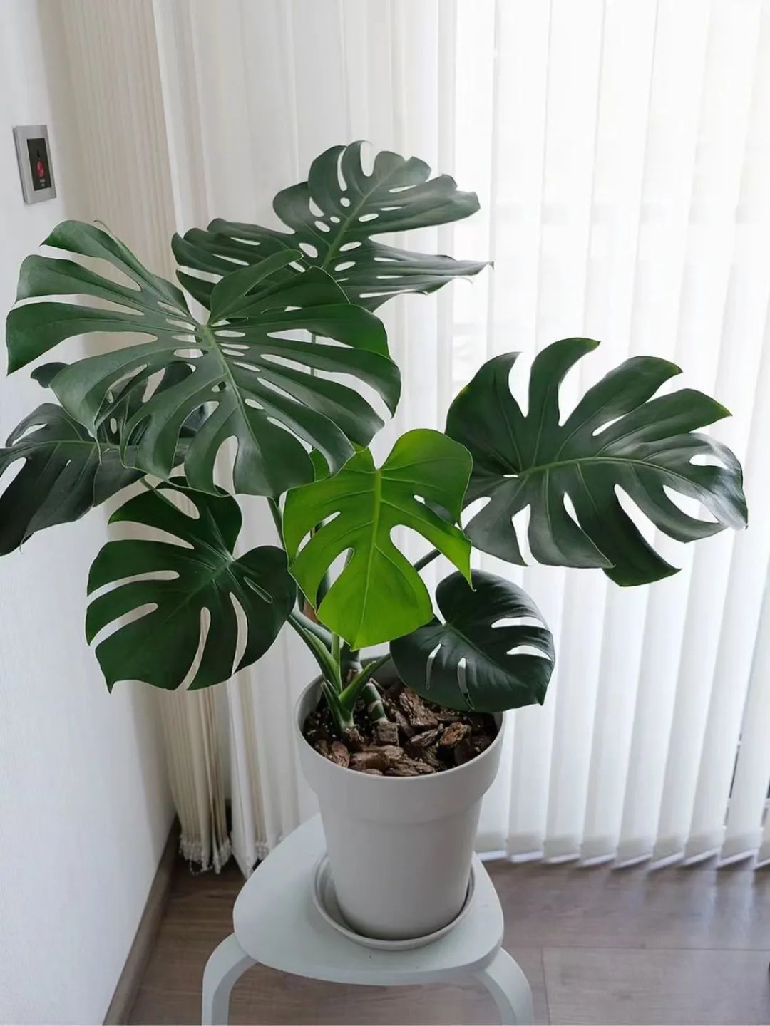 寓意最好的十大盆栽花卉,好运当头的花卉