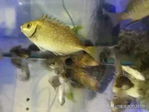 蚝排筏钓鲷鱼怎样打窝,蚝排钓泥猛用什么