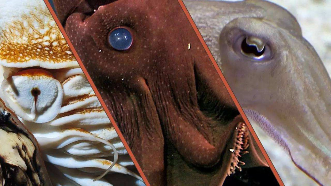 章鱼为什么没有成为食物链顶端,章鱼为什么比人类智商高