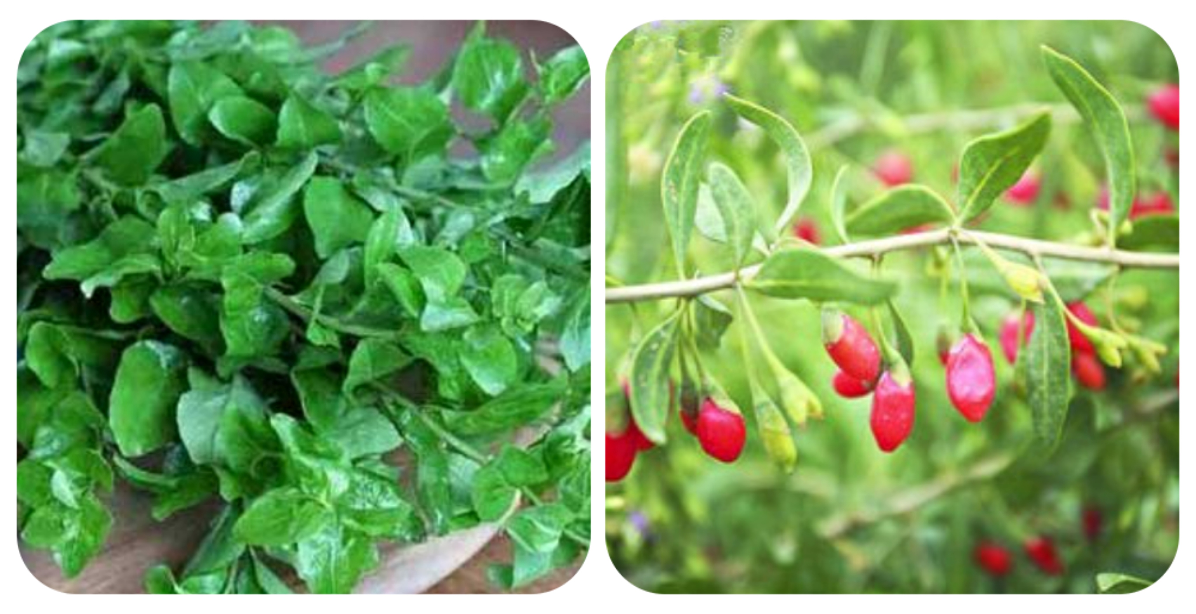 可以吃的野菜大全100种图解,教你认识100种野菜