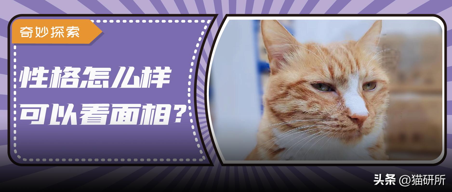 猫咪的肉垫看性格,猫咪肉垫形状代表什么性格