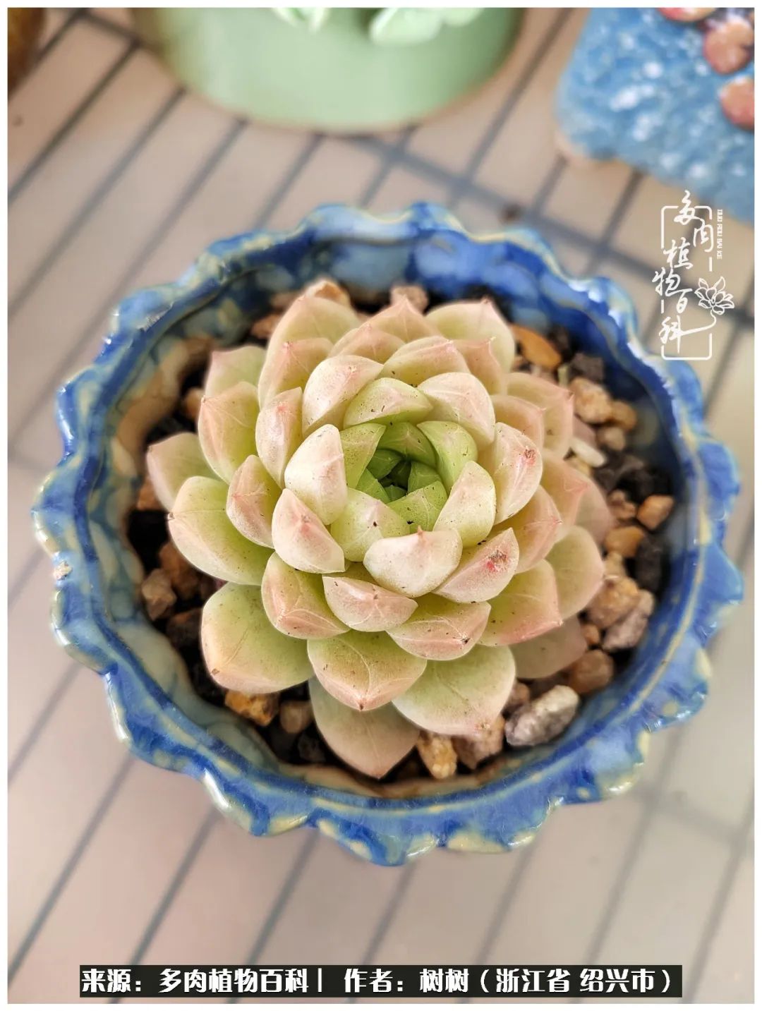 又临寒冬，暖阳下携手肉肉赏姹紫嫣红！