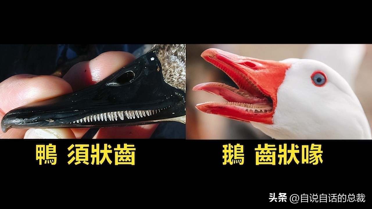 鸭：一鸭战四虎？弹射胜航母？鸭子的真相，也许超乎你的想象